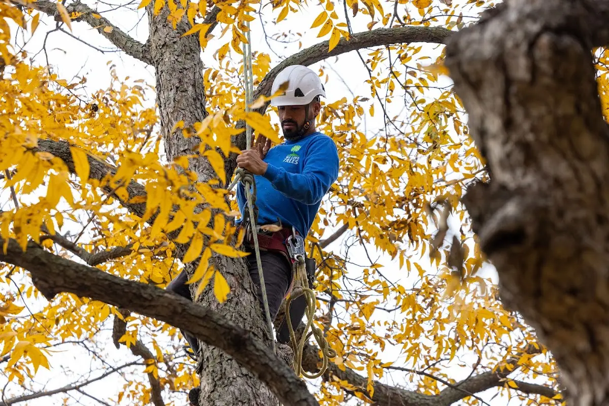 Skilled Tree Planing crew working in Mason City