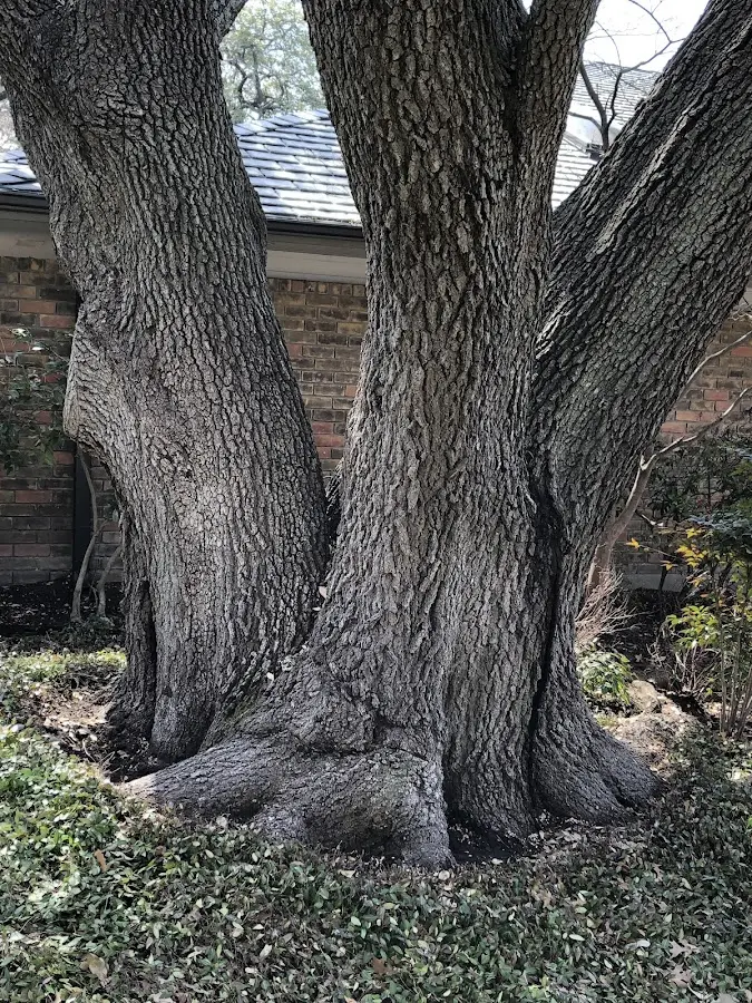 Mature heritage tree close to a Mason City property cared for by certified arborists