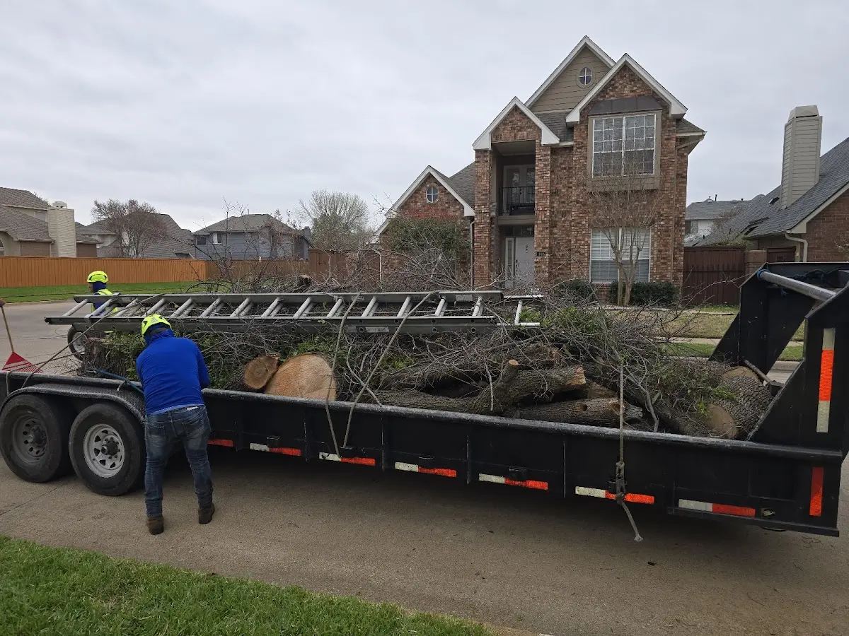 Expert Tree Removal with proper safety equipment in Mason City